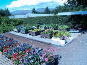 Read more about the article Sáning sumarblóma, krydds og matjurta